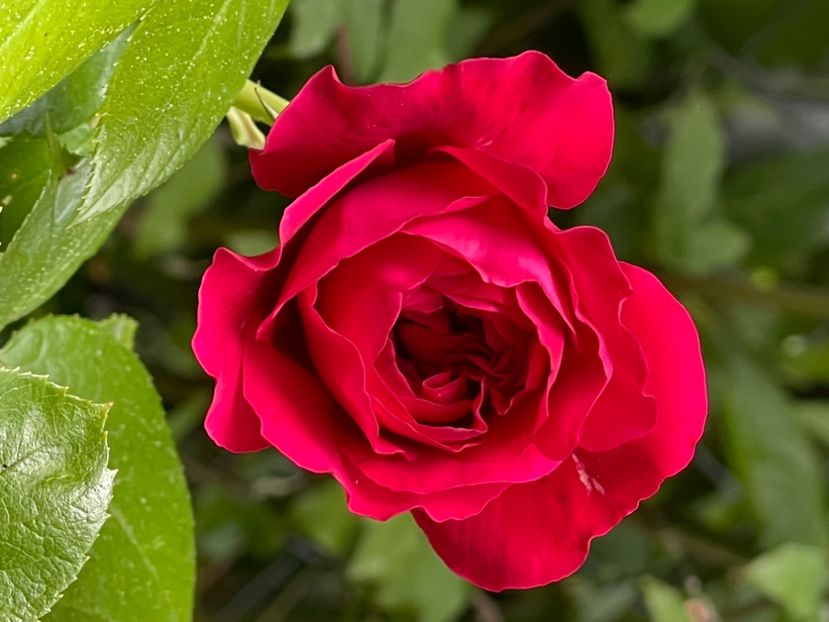 0050E766-6524-4B9F-8CB0-934D11700054 - TRANDAFIRI