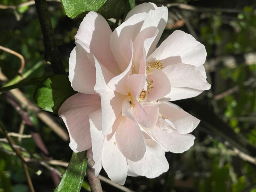 B81FC105-48F1-4773-9FFE-6C13FFF96534 - TRANDAFIRI