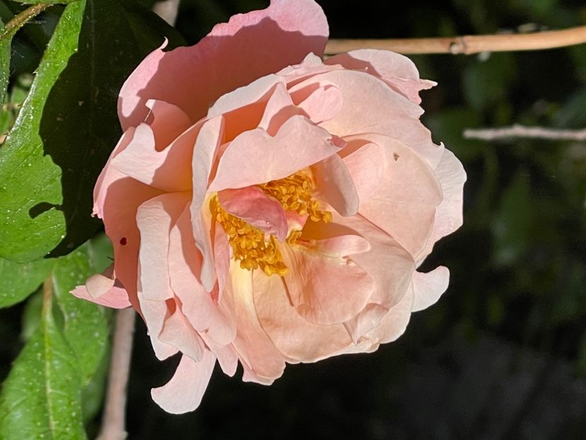 CD7D848F-104C-4158-9B00-1A93D14A1ED6 - TRANDAFIRI