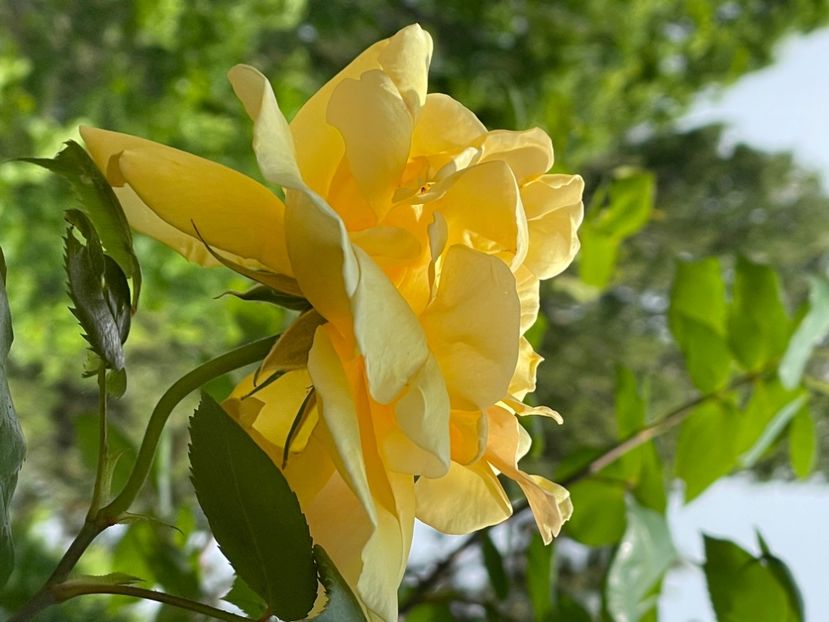 D093F4D1-463E-4290-8697-592B23E6DC37 - TRANDAFIRI