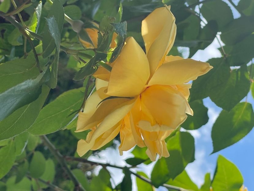 732FC072-DB4B-479D-8A93-F0D3DB8FE5FC - TRANDAFIRI