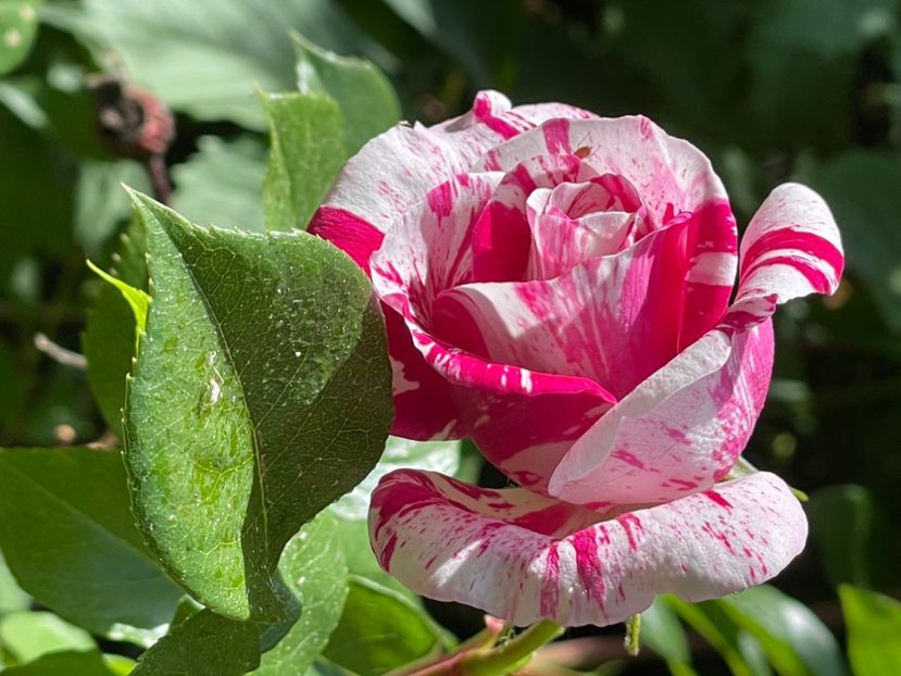 E89778AF-904D-4B51-B60B-4B9628141BD0 - TRANDAFIRI