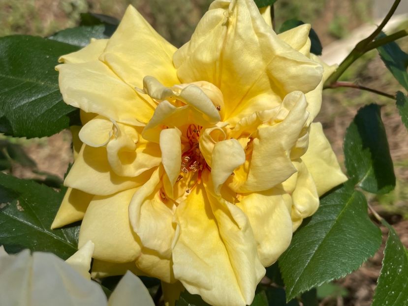 B871F9C4-0267-4716-89FE-E9BF4FF4ED68 - TRANDAFIRI