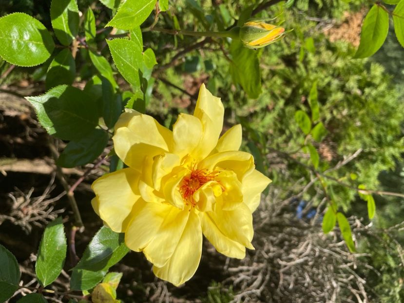 2FFE002E-66F6-4020-8F70-09ABBCC66F18 - TRANDAFIRI