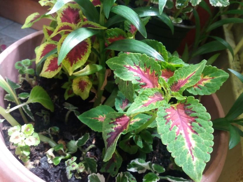  - Linişte şi flori