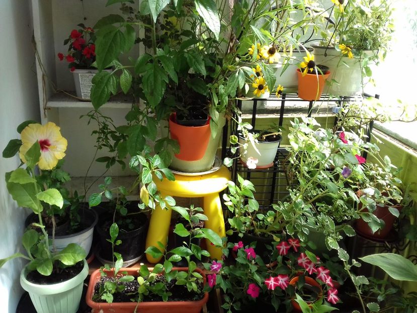  - Linişte şi flori