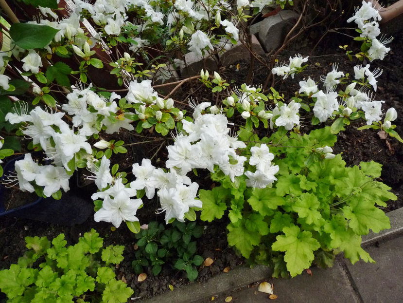  - Azalee si Rhododendroni