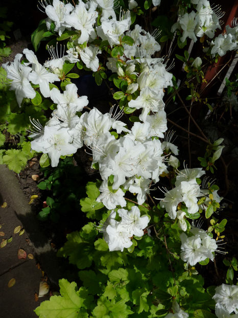  - Azalee si Rhododendroni