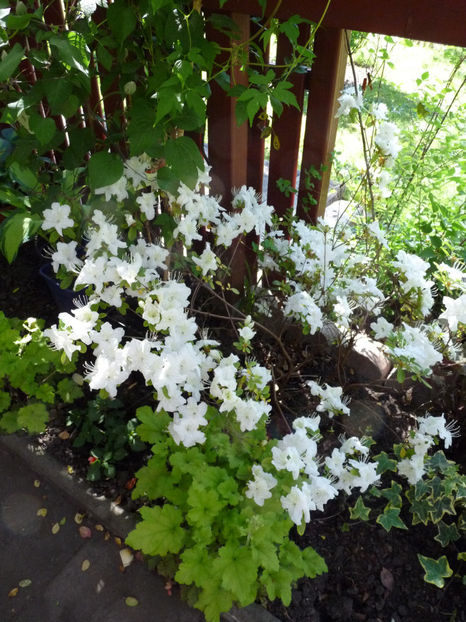  - Azalee si Rhododendroni