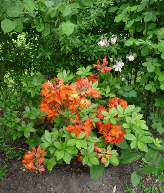  - Azalee si Rhododendroni