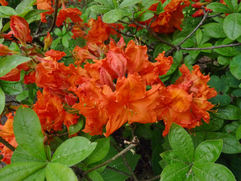  - Azalee si Rhododendroni