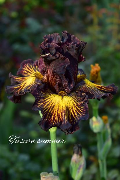 AddText_05-21-11.29.38 - Iriși 2022