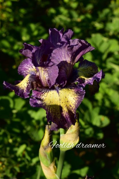 AddText_05-21-11.27.41 - Iriși 2022