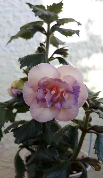  - 0001 2022 - BriD s Viktoria