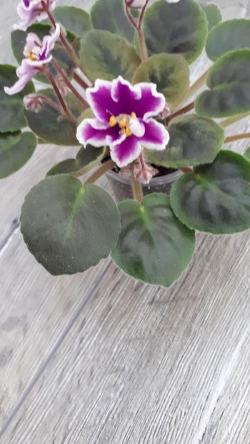  - NK-Neznakomaya Zvezda