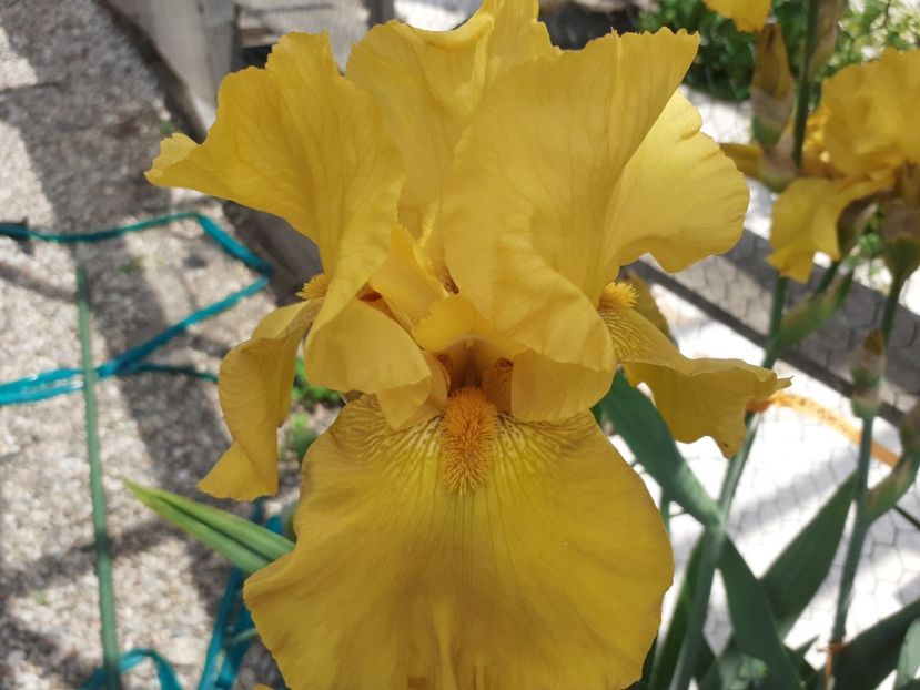  - Iris 2022