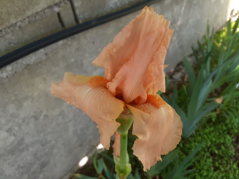  - Iris 2022