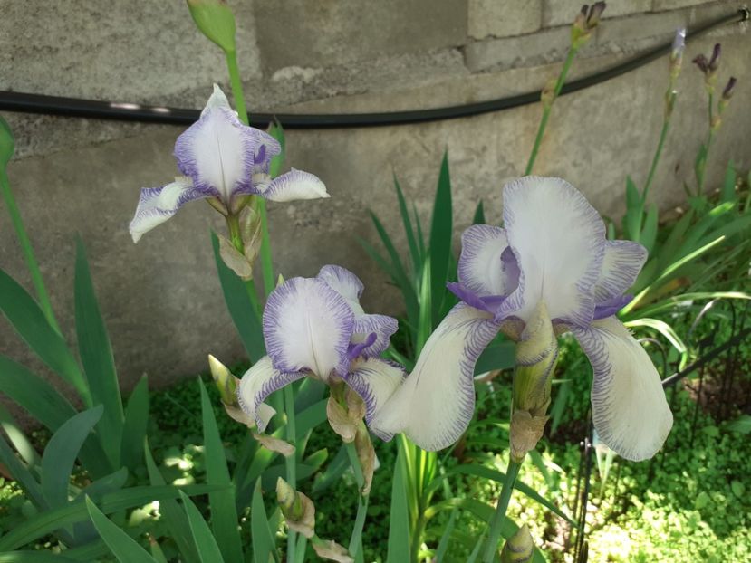 Ma mie - Iris 2022