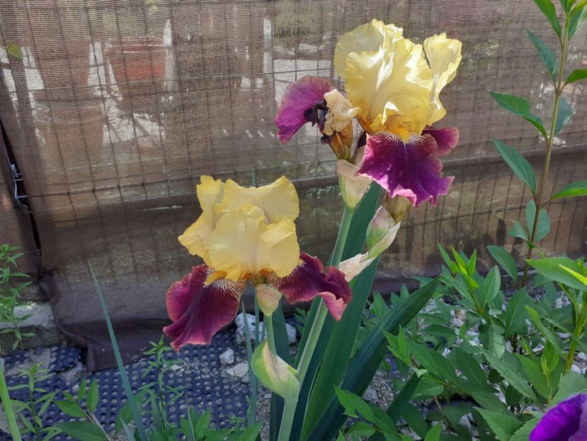 Blatant - Iris 2022