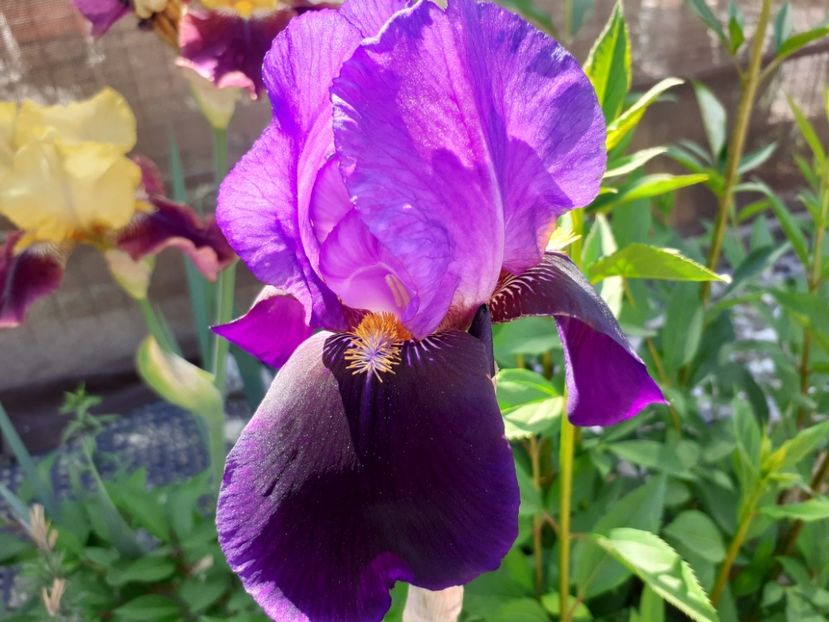 Nightfall - Iris 2022