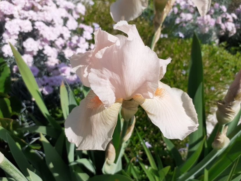  - Iris 2022