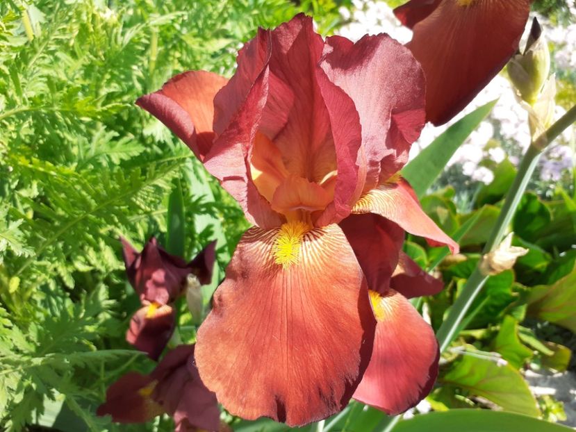 Technicolor - Iris 2022