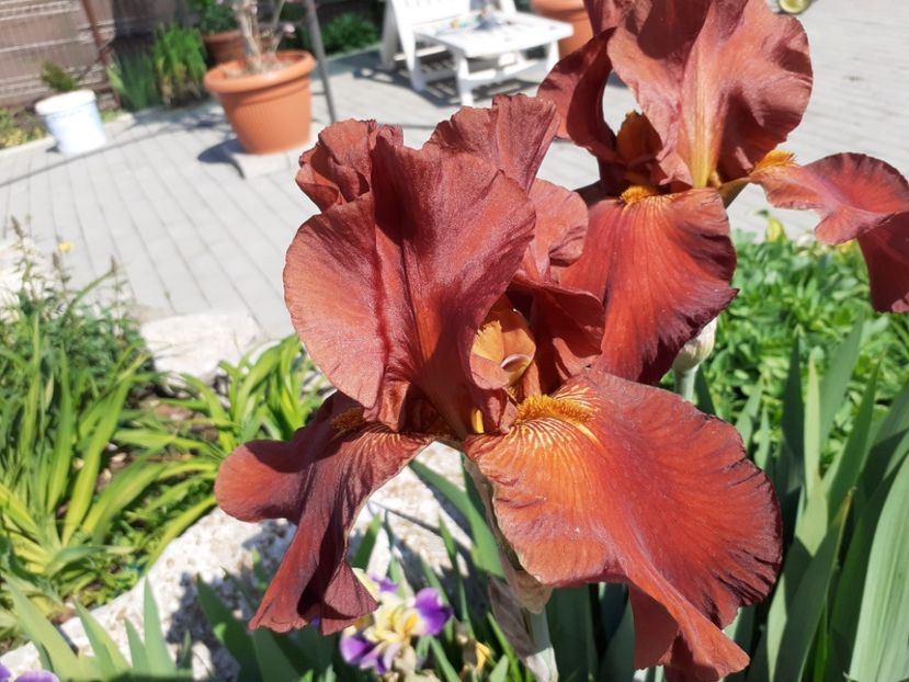 Gallant moment - Iris 2022