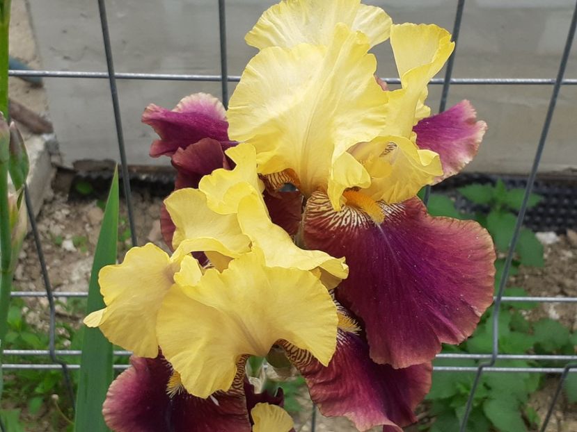 Blatant - Iris 2022