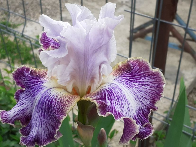 Vapor - Iris 2022
