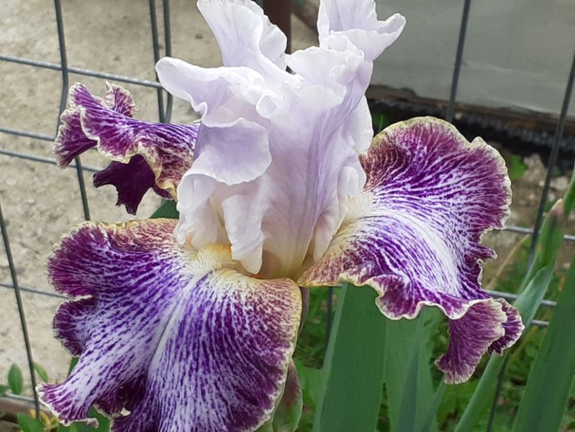  - Iris 2022