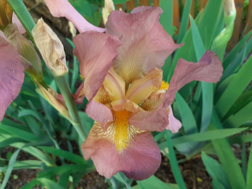 Eros - Iris 2022