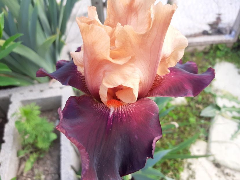  - Iris 2022