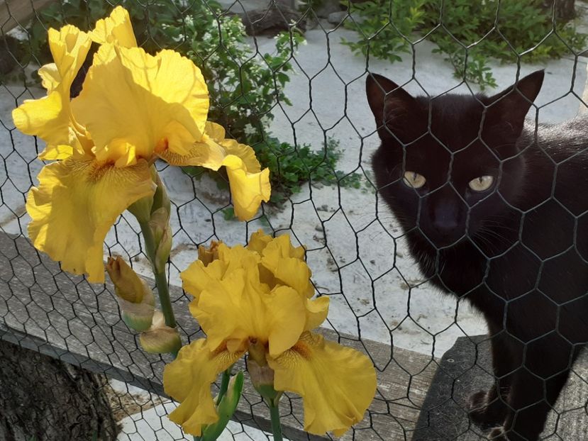 Slonce Jazwinu - Iris 2022