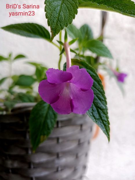 21.05.2022 - Achimenes 2022