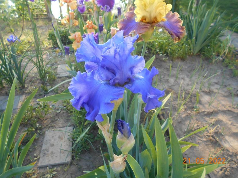 Yaquina blue - 02 Irisi 2022