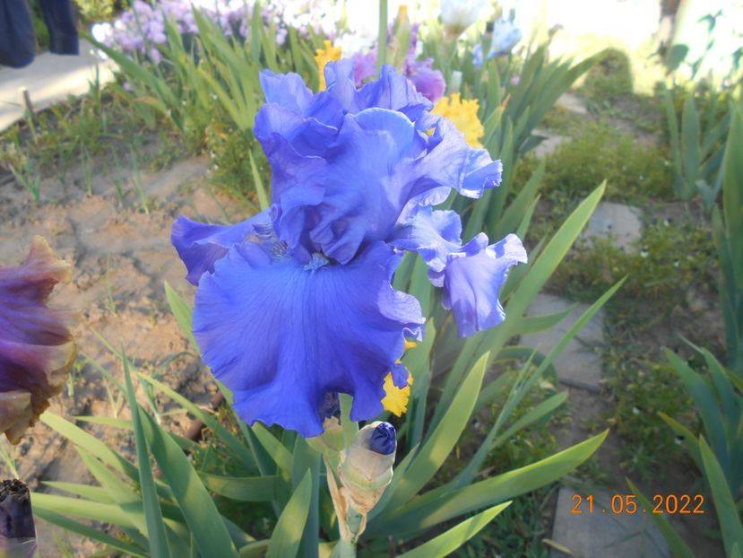  - 02 Irisi 2022