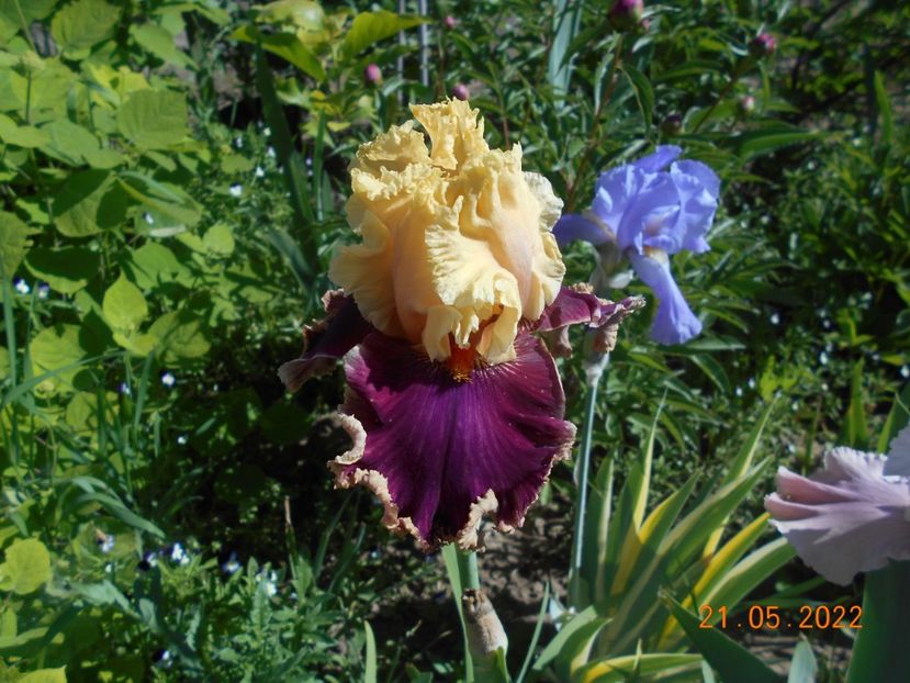 Decadence - 02 Irisi 2022