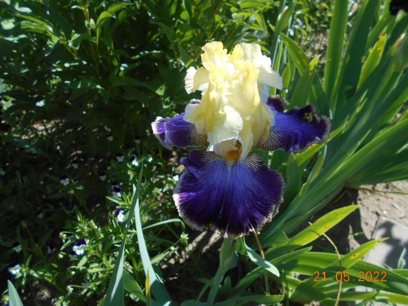 Twin cities - 02 Irisi 2022