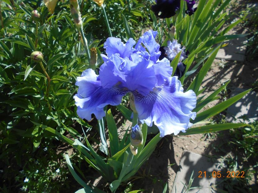 Wicked woman - 02 Irisi 2022