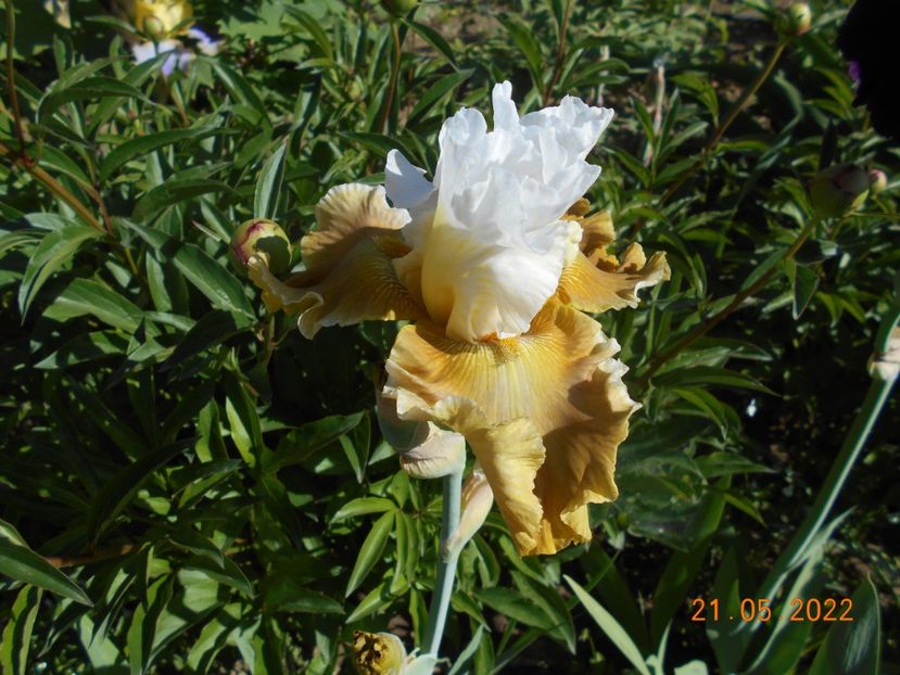 Going green - 02 Irisi 2022