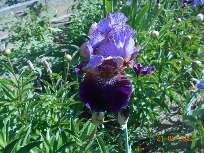 One of a kind - 02 Irisi 2022