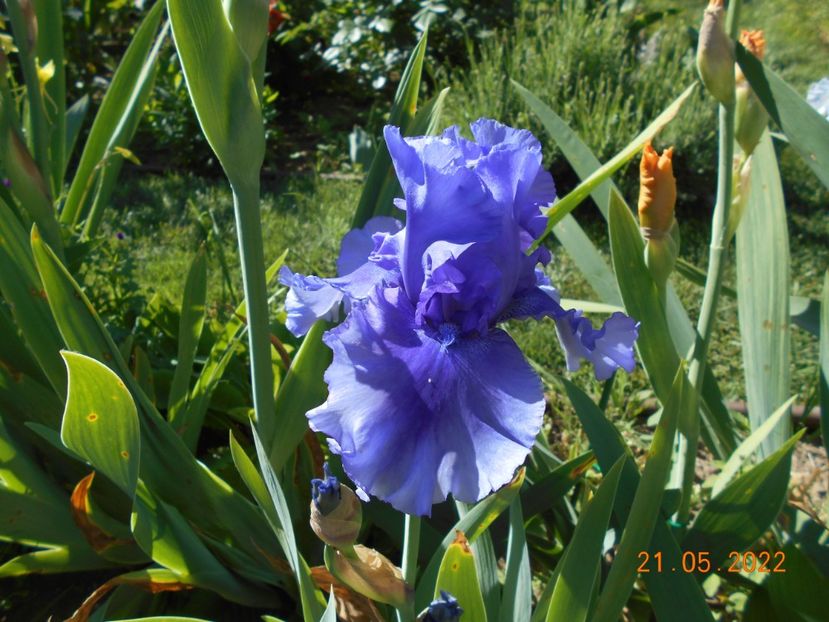 Al meu 2 - 02 Irisi 2022