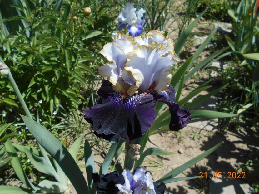  - 02 Irisi 2022