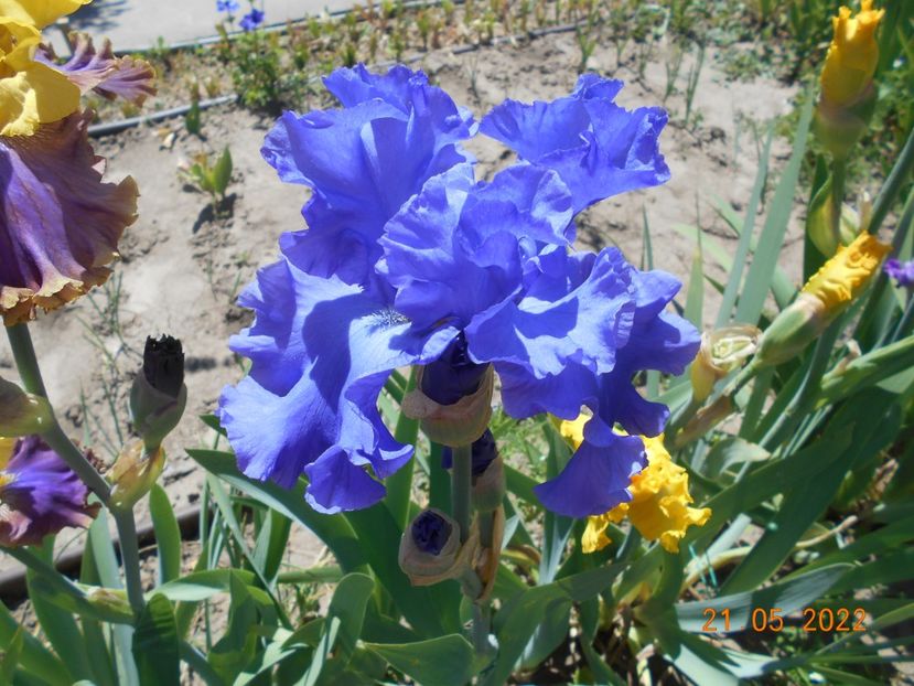  - 02 Irisi 2022