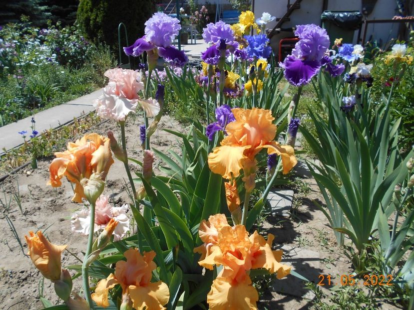  - 02 Irisi 2022