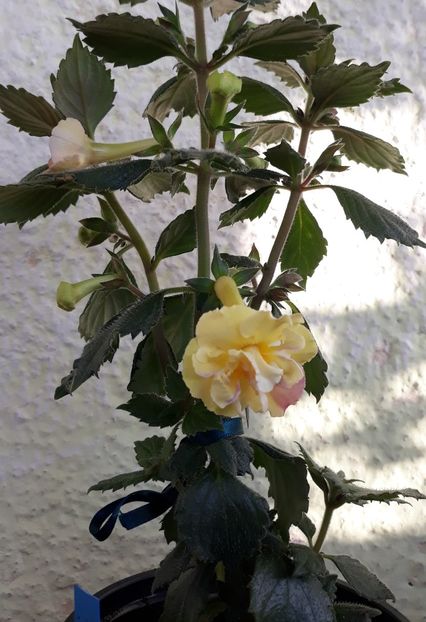  - 0001 2022 - Yellow English Rose