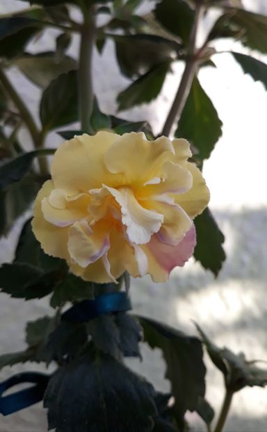  - 0001 2022 - Yellow English Rose