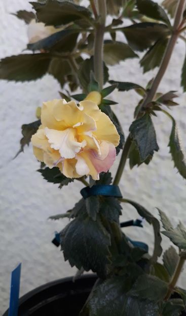 - 0001 2022 - Yellow English Rose