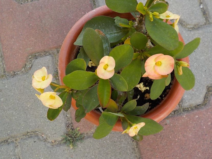  - euphorbia milli
