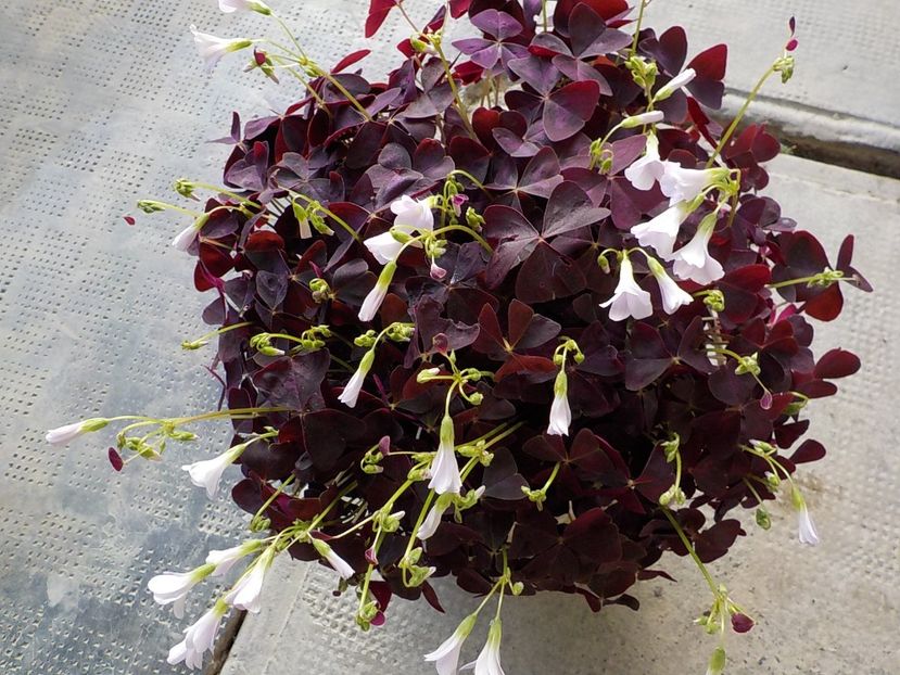  - oxalis triangularis